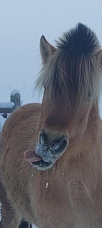Zvířata v luxury tent nebo okolí