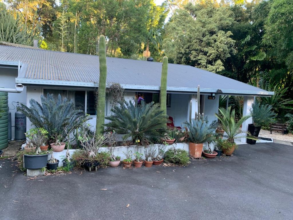 uma casa com um monte de vasos de plantas na frente dela em Ancient Gardens Guesthouse & Botanical Gardens em Eudlo