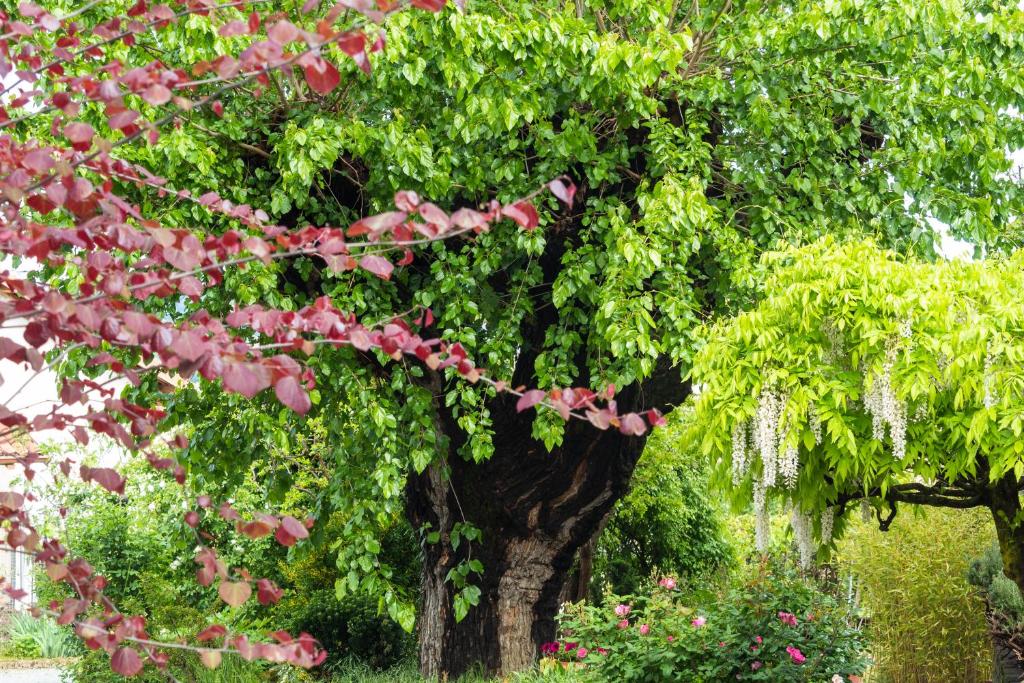 A garden outside Alba Morus