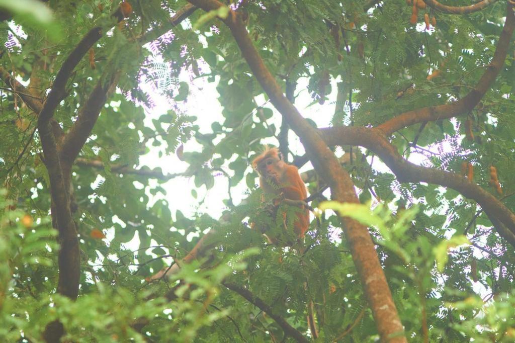 Fotografie z fotogalerie ubytování Pearl's Homestay Matale v destinaci Matale