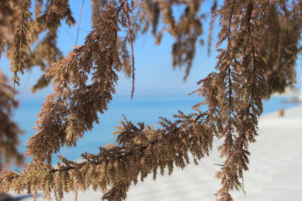 a branch of a tree with snow in the background at Dreamer's Home Chrisa in Limenas