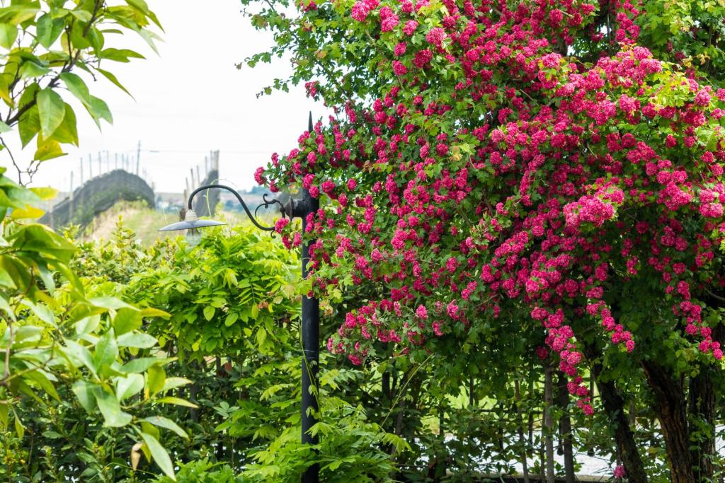 A garden outside Alba Morus