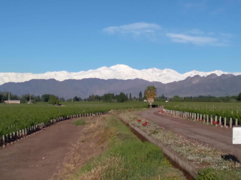 una carretera a través de un viñedo con montañas en el fondo en Cabaña Las Praderas Vistalba en Luján de Cuyo