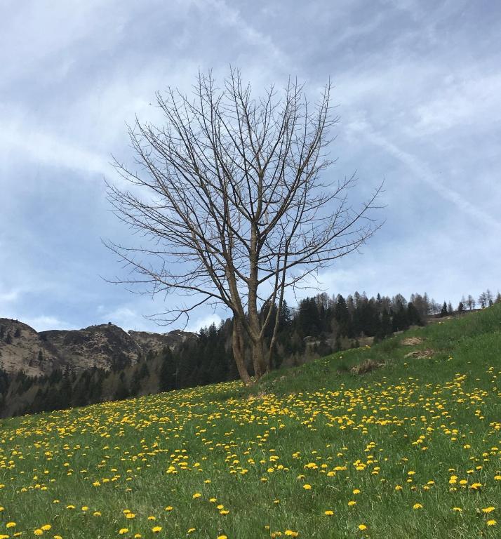 a tree in a field of yellow flowers at B&B Gottardo in Airolo