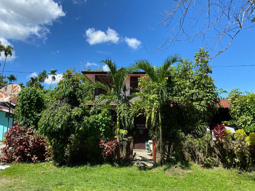 a house with trees and plants in the yard at Homestay Galpera Papua in Jayapura