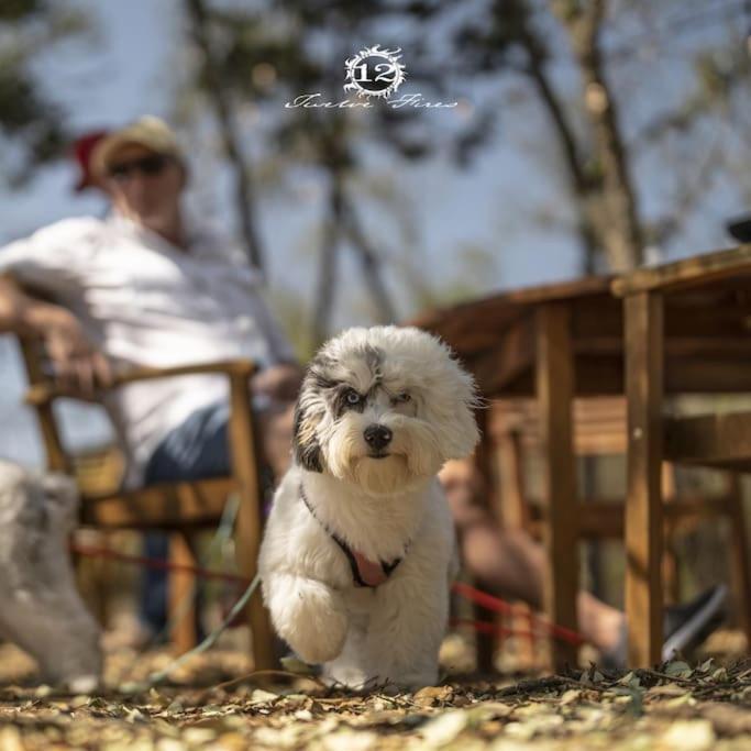 Domácí mazlíčci ubytovaní s hosty v ubytování 12 Fires Luxury Glamping with Heating #2