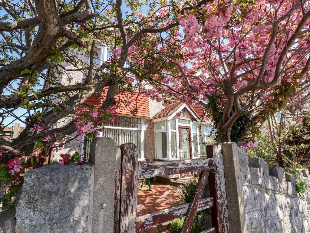 a house with a fence and a tree with pink flowers at Haffannedd in Colwyn Bay