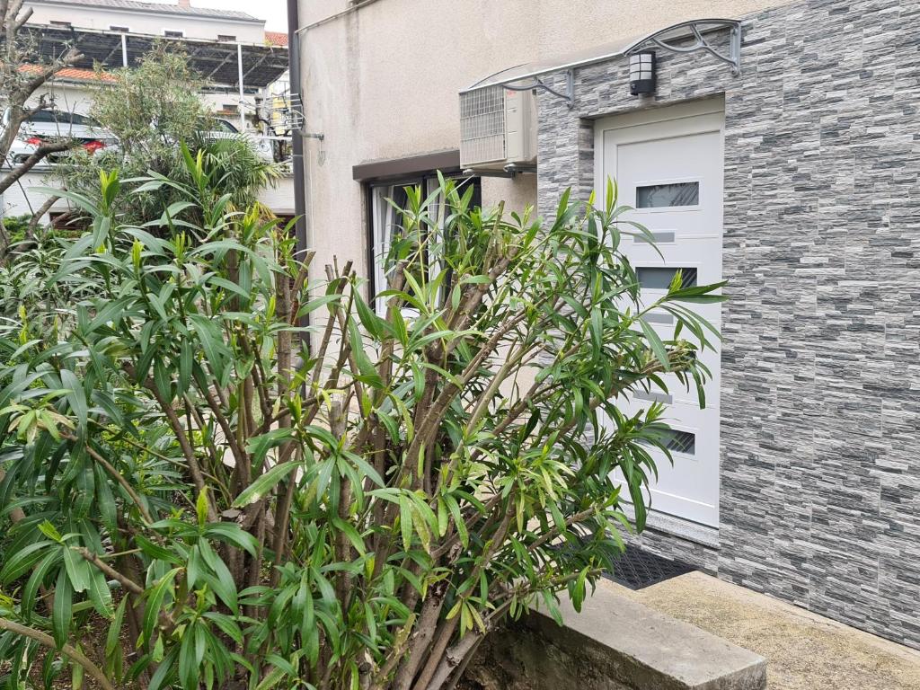 a bush in front of a building with a white door at Apartman Nika in Crikvenica