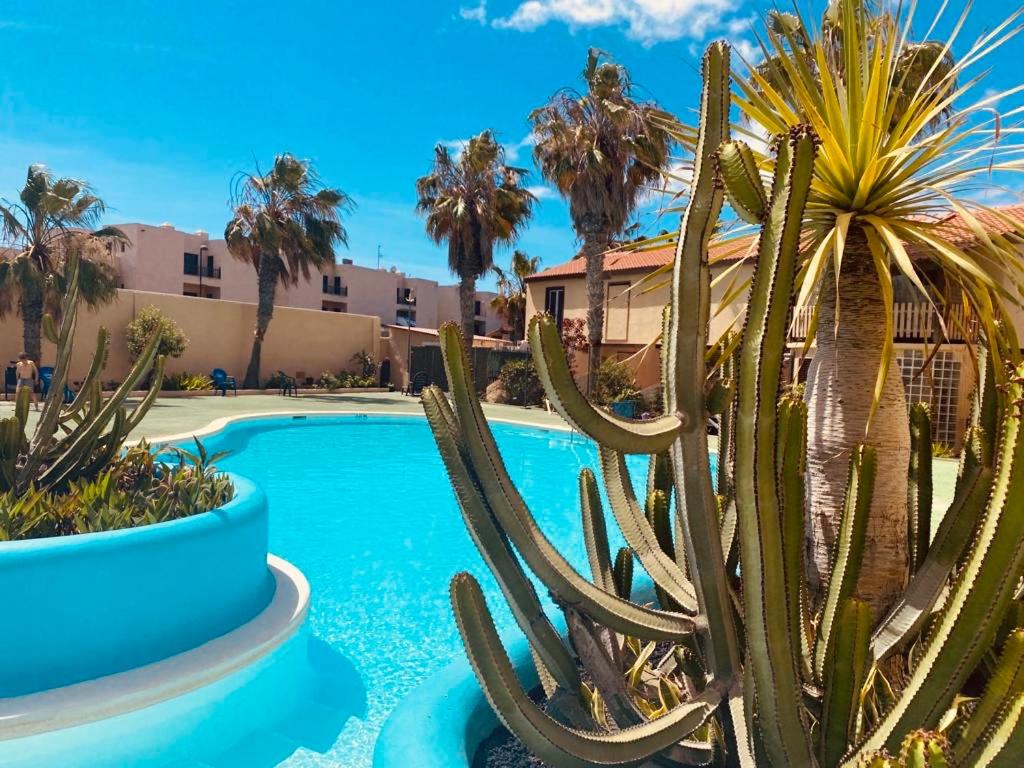 una piscina con cactus e palme in un resort di Surf and Chill Bungalow 70 a Parque Holandes