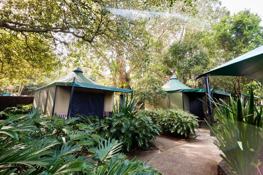 Roar And Snore - Resim 6