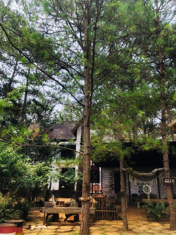 Vườn quanh Chino Homestay Măng Đen - Villa tại Măng Đen