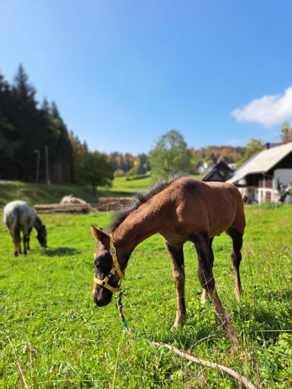 un pâturage de cheval brun dans un champ d’herbe dans l'établissement Tourist Farm Pr' Maretč, à Bohinjska Bistrica