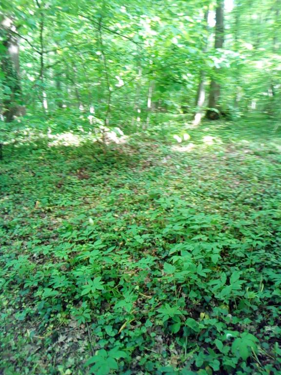 un champ de plantes vertes dans les bois dans l'établissement Appartementt à louer à Rennes, à Rennes
