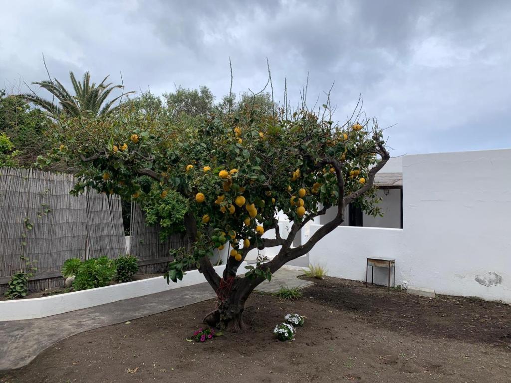 uma laranjeira em frente a um edifício em Casa Cristian Stromboli em Stromboli