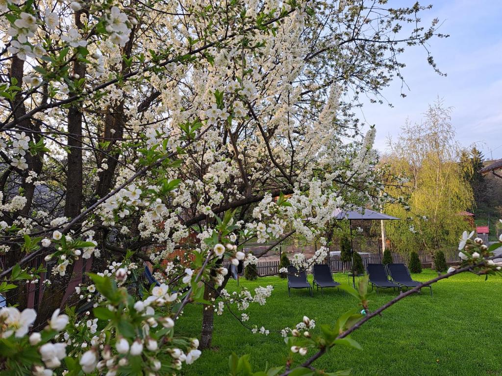 Gallery image of Casa din livada in Borşa