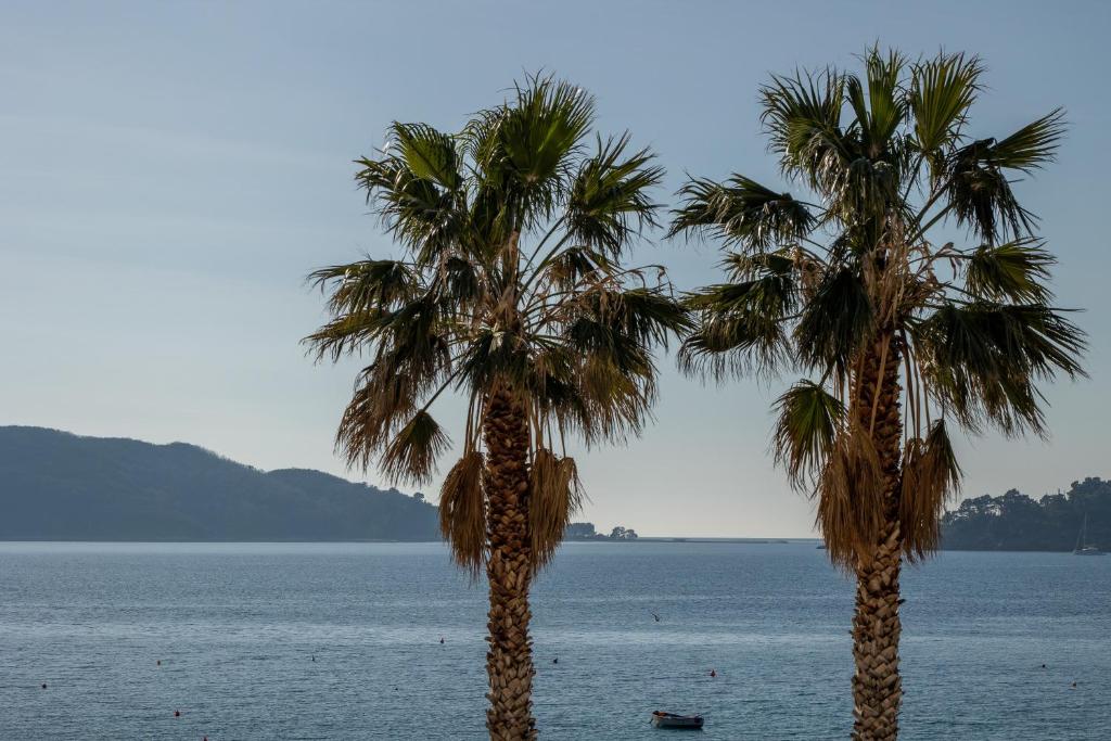 dos palmeras en la playa cerca del agua en Mali Hotel Porat, en Budva