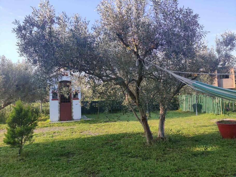 a tree in the middle of a yard with a tent at ΠΕΤΡΙΝΗ ΚΑΤΟΙΚΙΑ ΣΤΗΝ ΦΥΣΗ in Tagarades