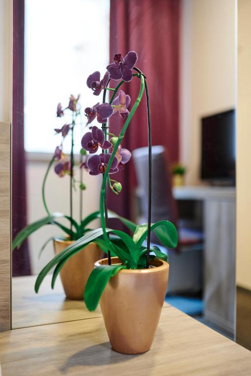 Hotel Meksiko - Resim 13