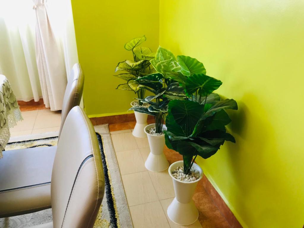three potted plants in white vases in a room at Maliaways Comfy Airbnb-Jkia in Nairobi