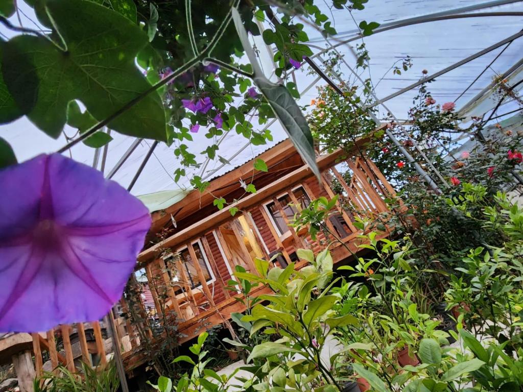 una casa rodeada de plantas y un paraguas púrpura en Cabaña en Vivero, Dota, Jardin, en Jardín