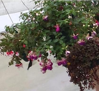 Zahrada ubytování Cabaña el Faisán, Jardín de Dota