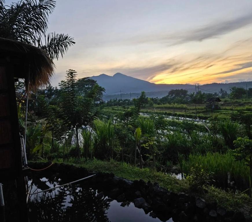a sunset over a field with a mountain in the background at Cabé Bali in Jasri