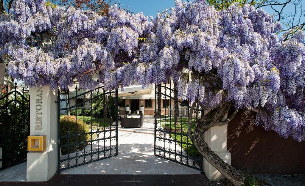 Il Cecchini في Pasiano di Pordenone: شجرة ويستيريا مع الزهور الأرجوانية معلقة فوق البوابة