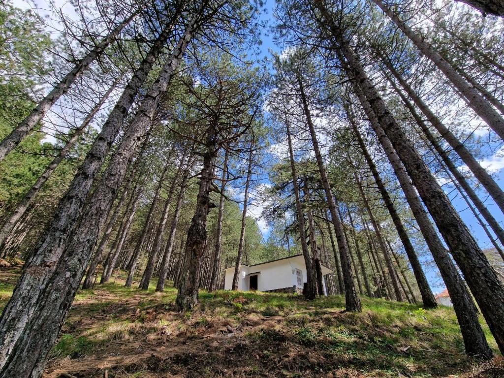 ein Haus inmitten eines Waldes voller Bäume in der Unterkunft Bujtinat Skenderi Gjinar in Gjinar