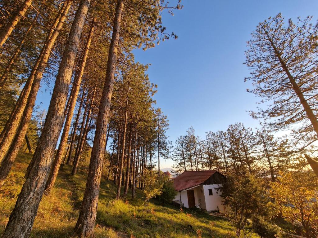 Příroda nedaleko hostelu
