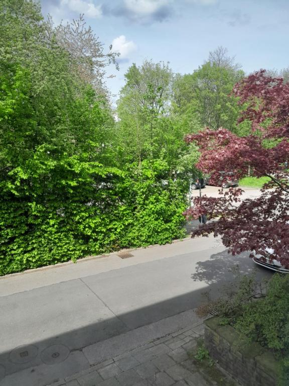 埃森的住宿－Zuhause im Grünen，公园里一条绿树成荫的街道