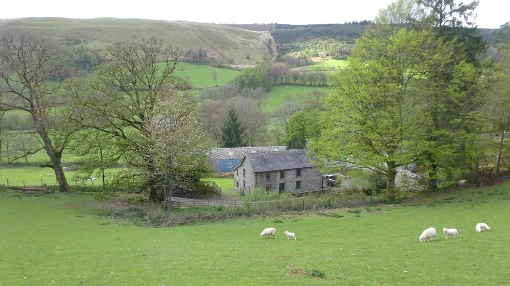 un troupeau d'ovins herbivores dans un champ devant une maison dans l'établissement Blaentwrch Farmhouse, à Llanddewi-Brefi
