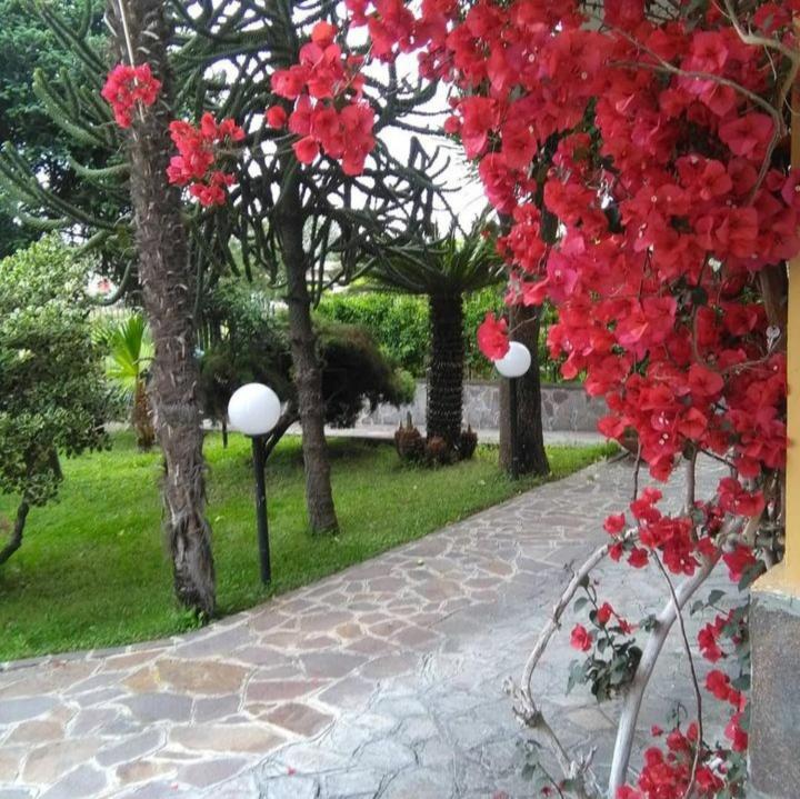 um grupo de flores vermelhas em um caminho em Ospitalità Il NOCE em Brusciano