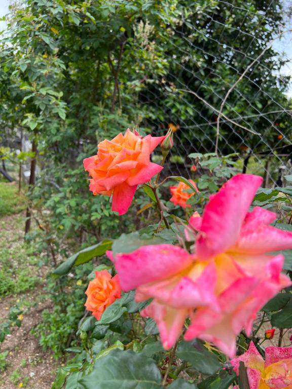 Giardino di Elpis Guest House