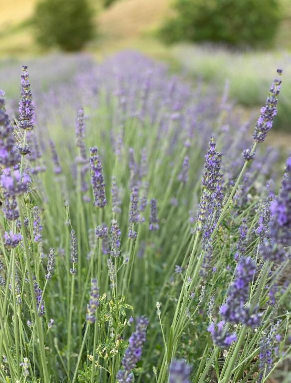 Zahrada ubytování La lavanda di Poppi-mini appartamento