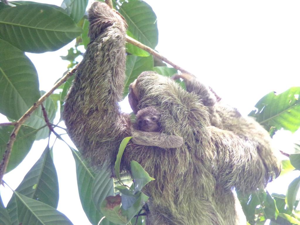 Fotografie z fotogalerie ubytování Riverside Villas v destinaci Manuel Antonio
