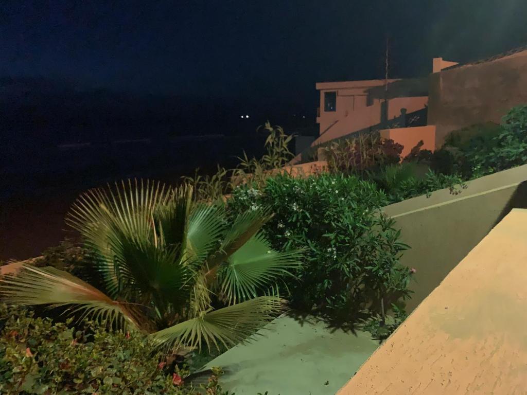 a palm tree on the side of a building at night at Torre del mar in Moulay Bousselham