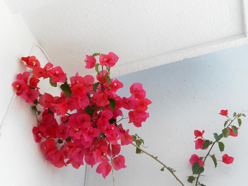 Fotografia z galérie ubytovania Aggela Guesthouse v destinácii Skopelos