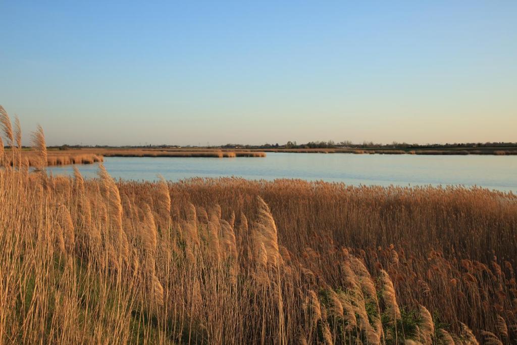 a body of water with tall grass in the foreground at Magdi vendégház in Šupljak