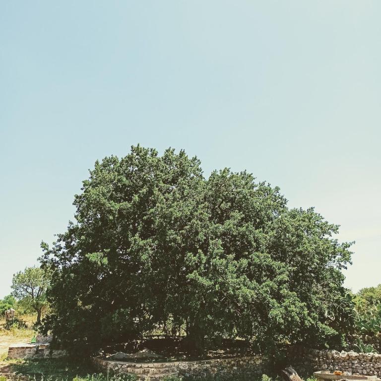 Fotografie z fotogalerie ubytování Masseria LoJazzo v destinaci Ceglie Messapica