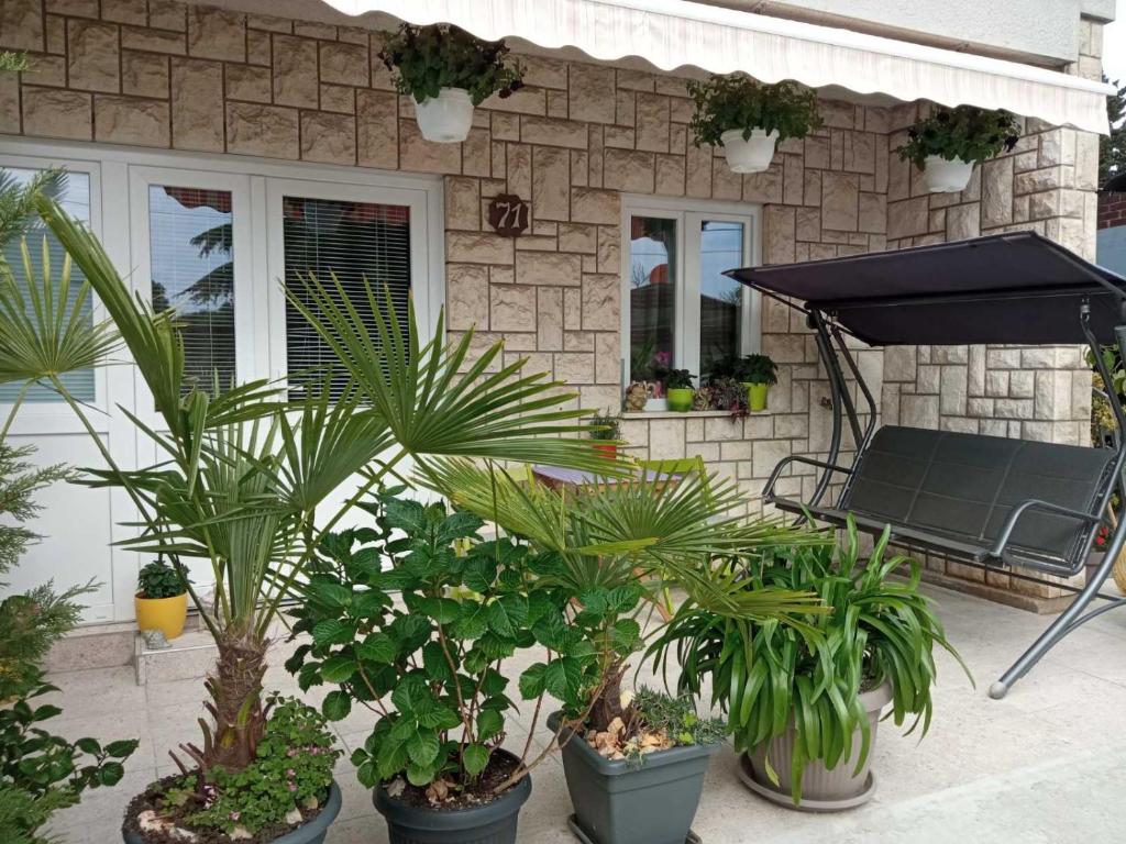 Sunce في كوسترينا: مجموعة من النباتات الفخارية أمام المنزل