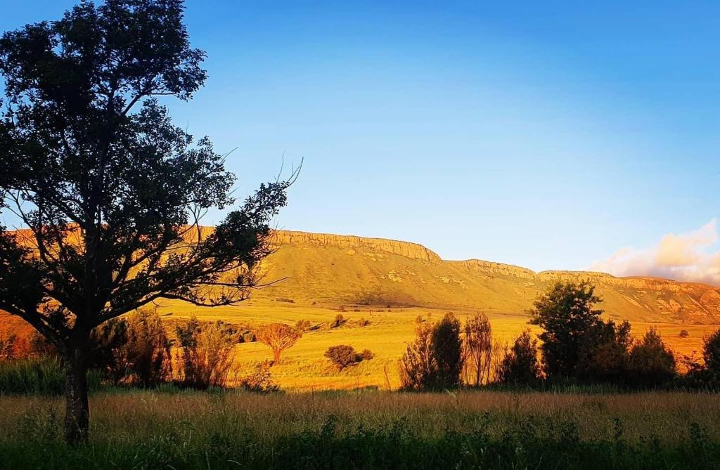 a tree in a field with a hill in the background at SUMMER PLACE in Harrismith