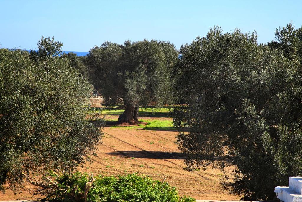 Zahrada ubytování Masseria Pittore