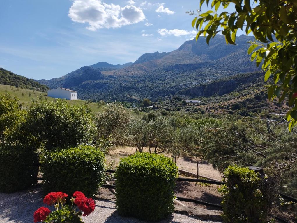 a view of a valley with mountains in the background at Posada del Moral in Benaoján