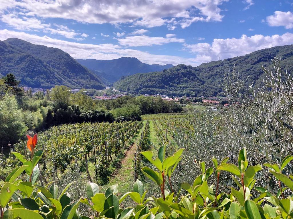 Blick auf einen Weinberg mit Bergen im Hintergrund in der Unterkunft Agriturismo Tenuta La Fratta in Bagni di Lucca