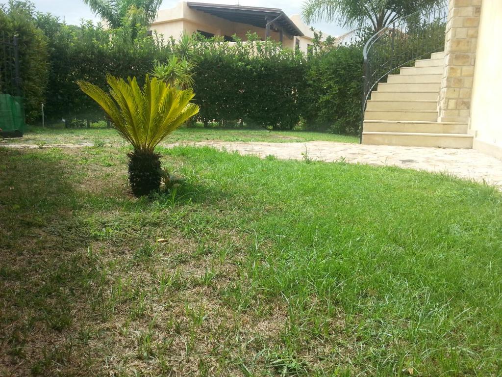 a palm tree in the grass next to a house at Villino Dapè in Campofelice di Roccella