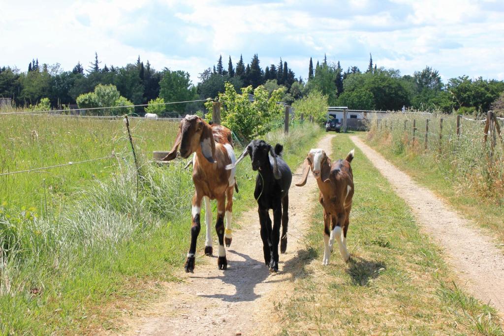 Zdjęcie z galerii obiektu Appartement en Camargue w mieście Saint-Hippolyte