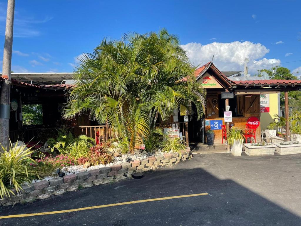 リンコンにあるRed Flamboyan Guesthouse and Restaurantの前にヤシの木がある建物