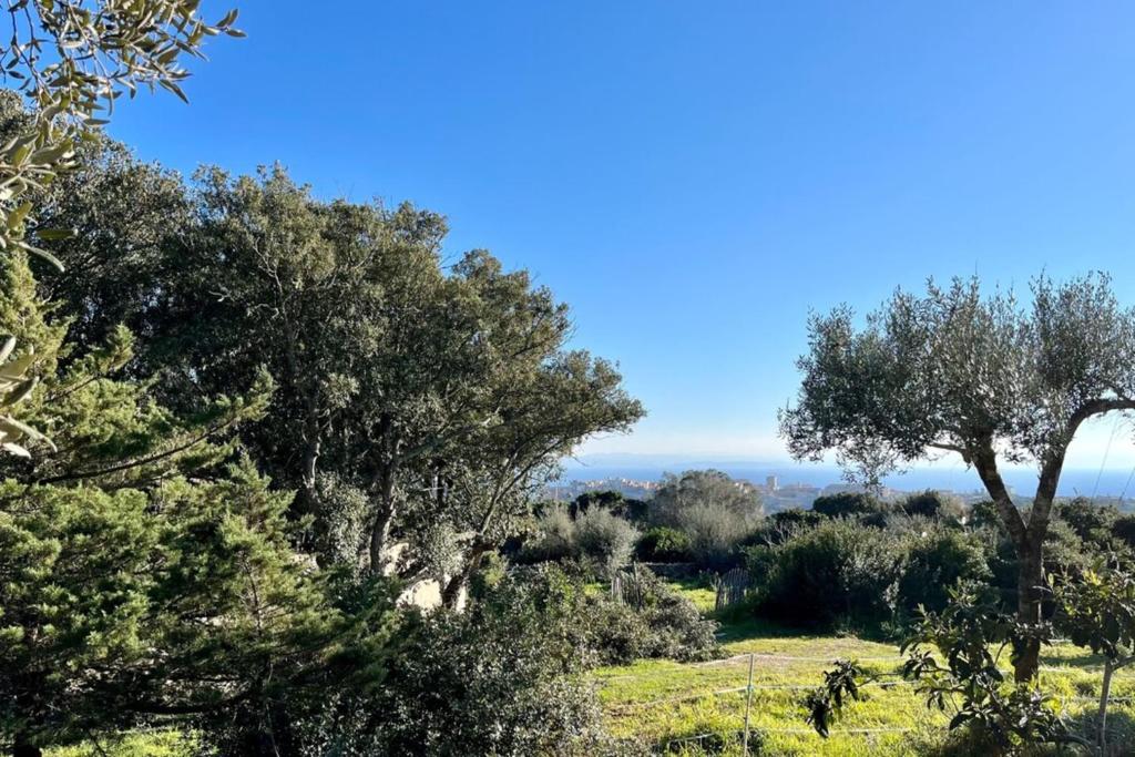 une vue sur un champ planté d'arbres au premier plan dans l'établissement Charmant studio maquis vue citadelle de Bonifacio, à Bonifacio