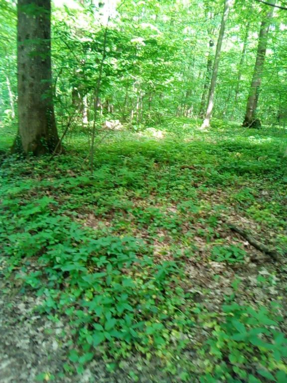 a field of green plants in the woods at Luxe Chalet Chamonixx - Pool in Charnay-lès-Mâcon