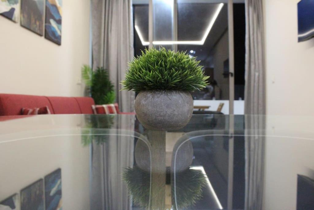 a plant sitting on top of a glass table at Oualidia City Centre Cosy Apartment, Free WIFI in Oualidia